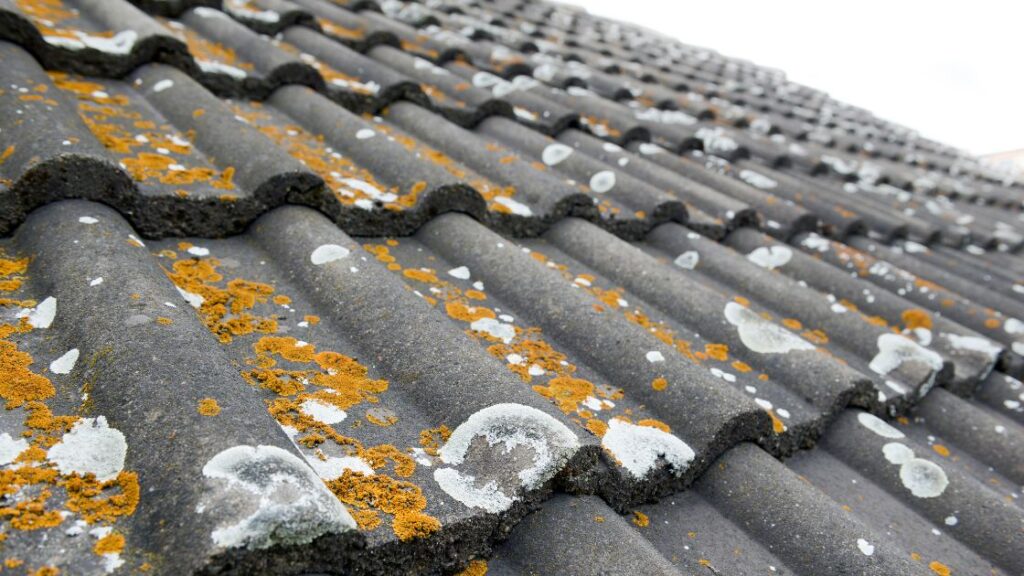 Moss and algae damages roof