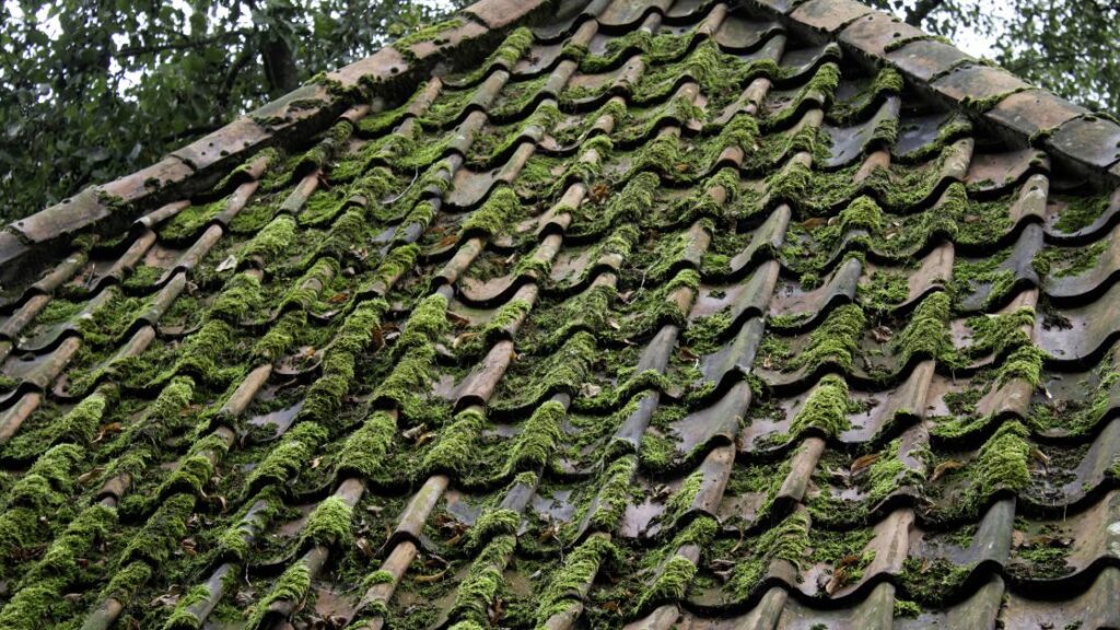 roof moss